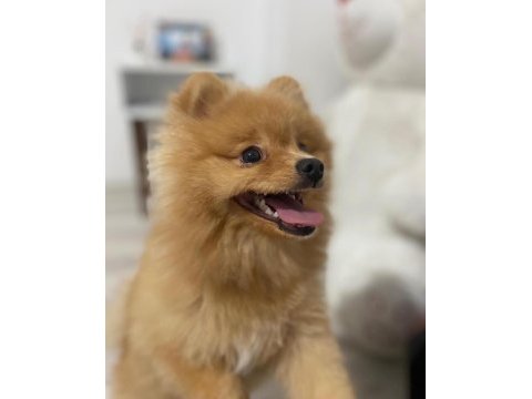 Acil ücretli sahiplendirelecek pomeranian boo