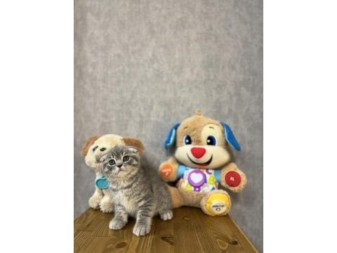 Sevimli scottish fold yavrularımız 