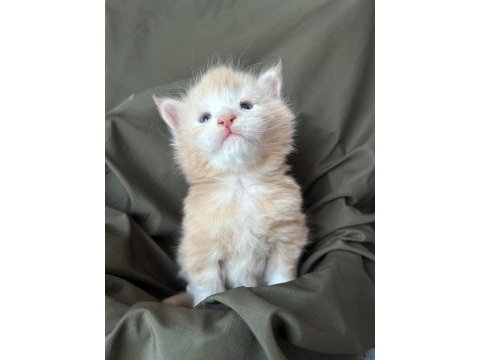 Full şecereli maine coon yavrular