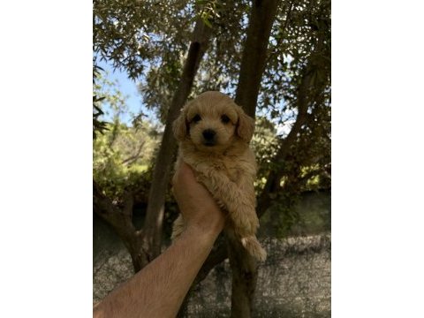 Maltipoo kore kan f2 dünya tatlısı bebekler
