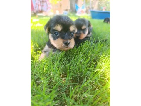 Bir avuç mutluluk köpeğimiz