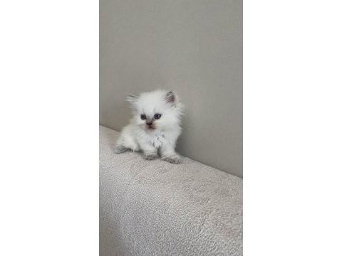 British shorthair 1.5 aylık dişi