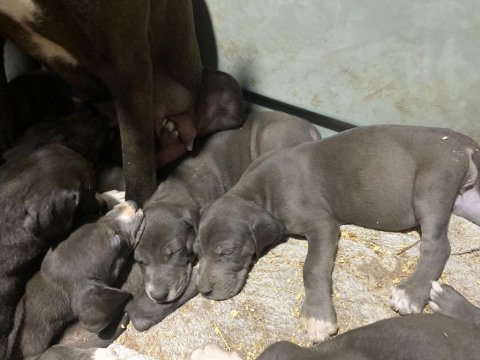 Blue ve siyah yavru danualar