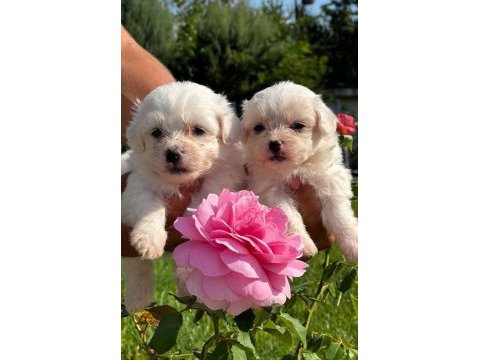 Maltese terrier yavruları