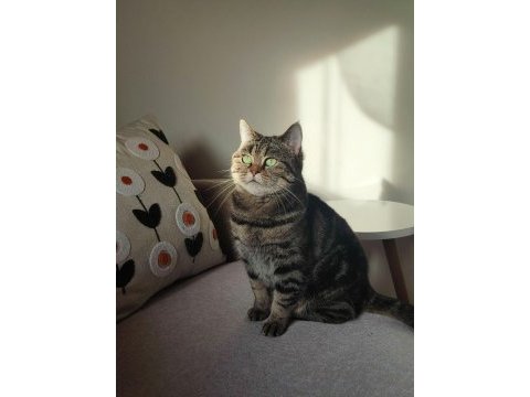 Scottish straight golden tabby