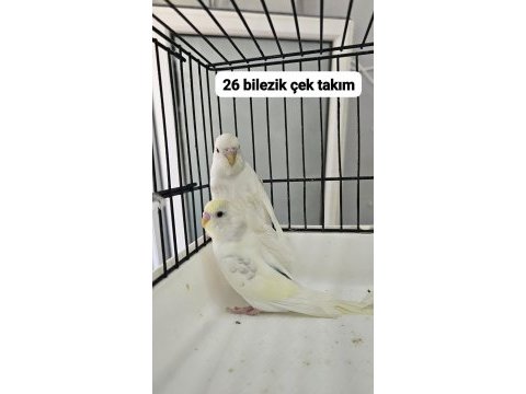 Son iki takım çek yavrudan eşleme kuşlar