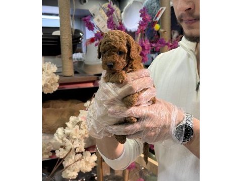 Mini boy toy poodle yavrularımız a kalite şecereli