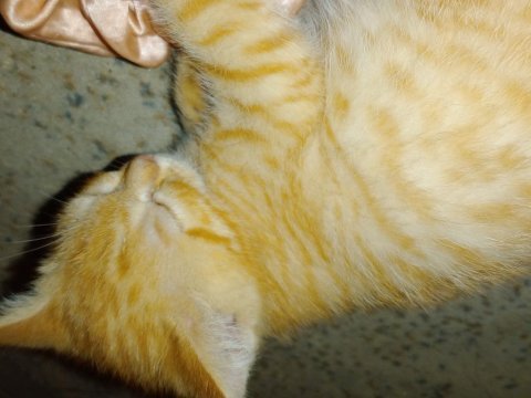 Minik bebek kediye acil yuva