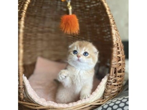 Üstün kalite top kafa golden scottish fold shorthair 