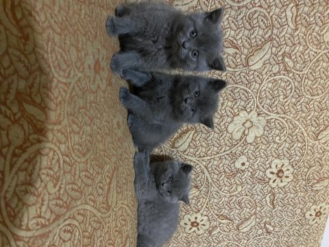 Bebek kediler yeni yuvalarını arıyor