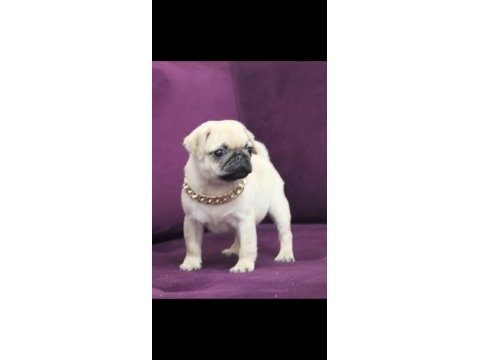 Köpekte kalite asla tesadüf değildir