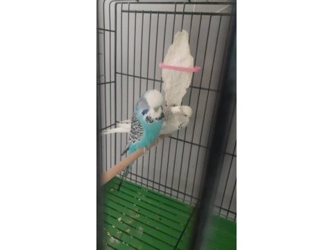 Takım show jumbo muhabbet kuşları