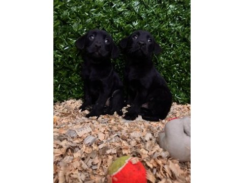 Safkan labrador retriever yavrularımız