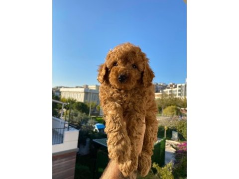 Toy poodle yavru köpekler