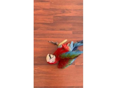 Resim kuşu kırmızı mavi macaw mevcut