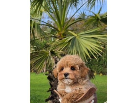 Özel micro maltipoo yavruları