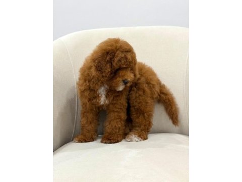 Wc eğitimli aşıları tam dişi toy poodle yavrumuz