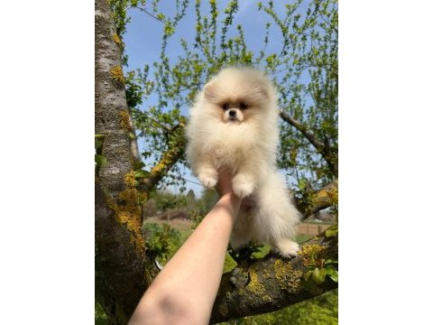Pomeranian yavrularımız teslime hazır