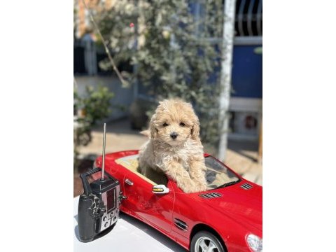 Mini f1 maltipoo yavrularımız