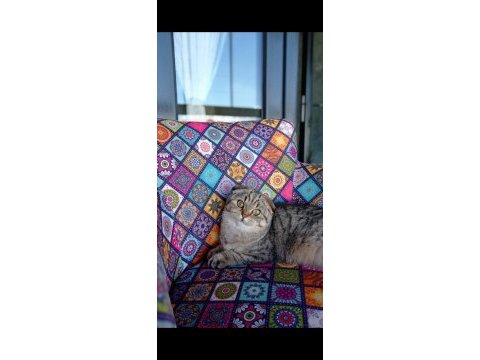 Scottish fold mama karşılığında sahiplendirmek istiyorum