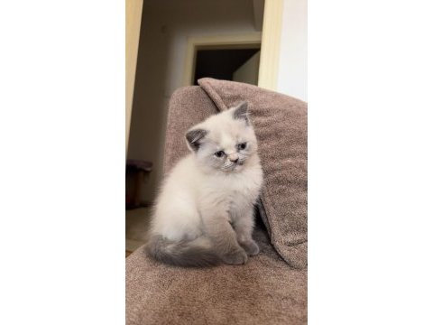 British shorthair blue point