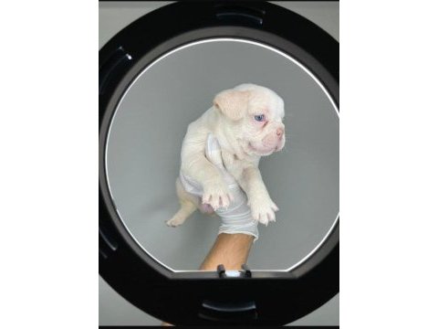 Kalite french bulldog arayanlar
