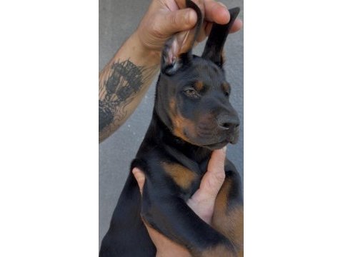 Şecereli european doberman