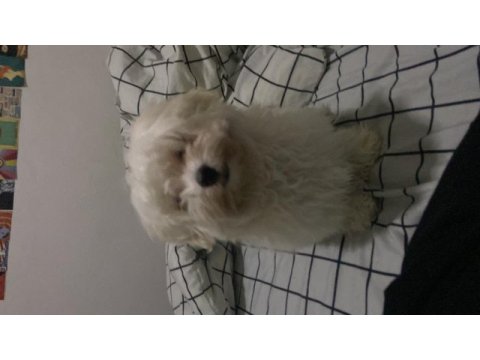 Maltese terrier 4 aylık köpeğim