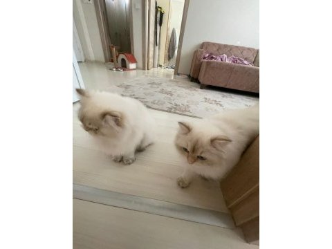 8 aylık 1 dişi ve 1 erkek british longhair