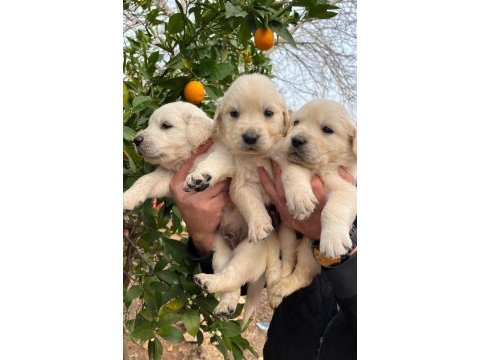 Bebek yüzlü golden retriever bebekler