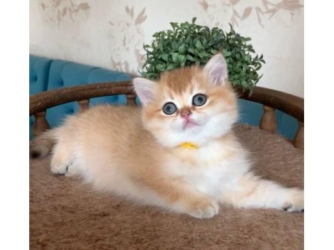 Sevimli golden british shorthair