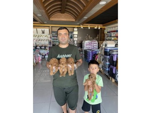  maltipo yavrular maltese toy poodle ankara mağazamızda