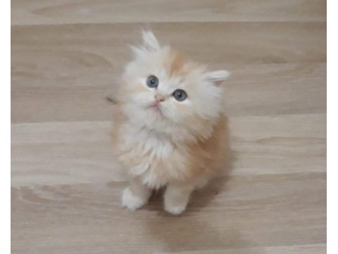 British longhair 55 günlük