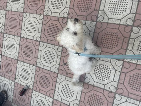 Sevimli terrier çocuğumuz roxy
