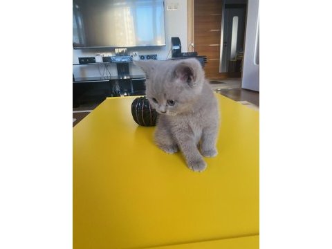 1,5 aylık safkan british shorthair