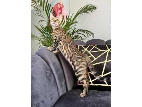Show class brown bengal yavrular