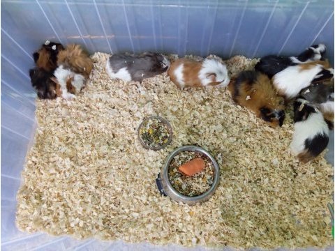 Yavru guinea pig