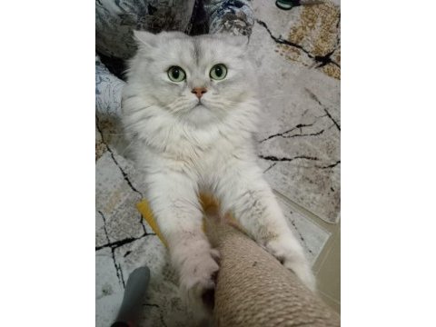 Şeker kedimiz yeni yuvasını arıyor