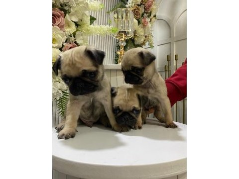 A kalite 50 günlük erkek ve dişi pug mops bebekler