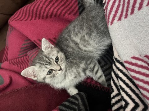 Uyumlu çok sevimli yavru british shorthair