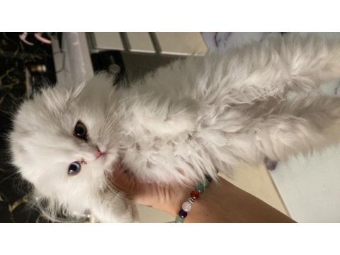 Minik bir prenses british longhair