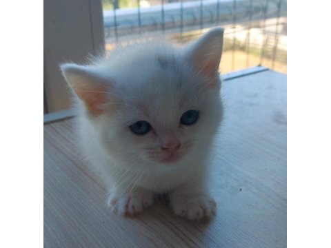 British shorthair beyaz yavru