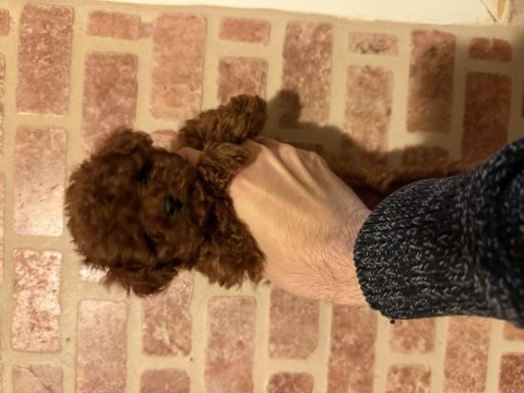 Chinese ve kore poodle bebekler