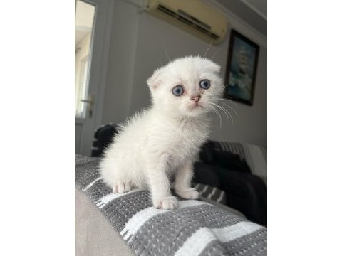 Acil sahiplendirme scottish fold