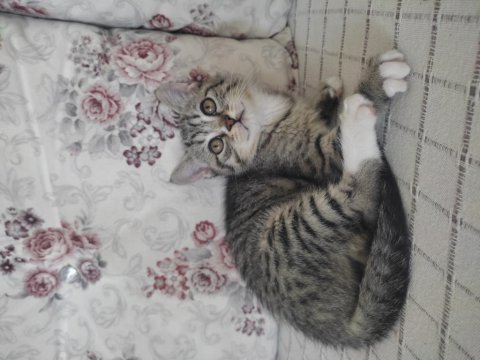 British shorthair linda ve yavruları