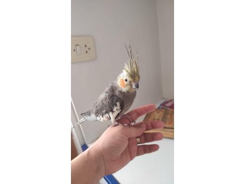 Sultan papağanı 2 yaşında