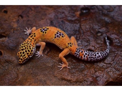 Crested ve leopard geckolar