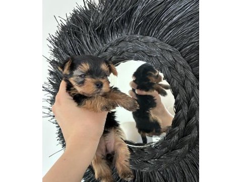 Kore kan yorkshire terrier bebeklerimiz