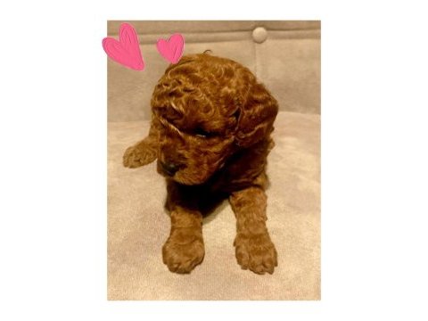 A kalite red brown toy poodle yavrular