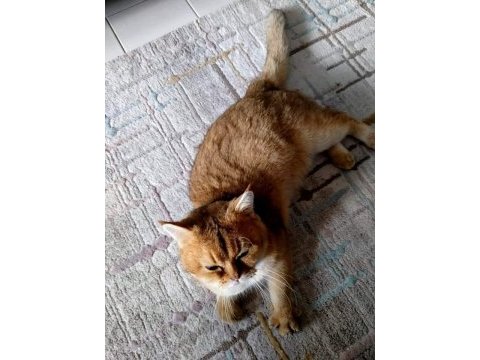 Golden ny25 british shorthair